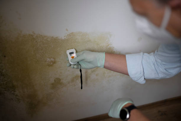 Best DIY Mold Remediation Support Services in Pierson, FL