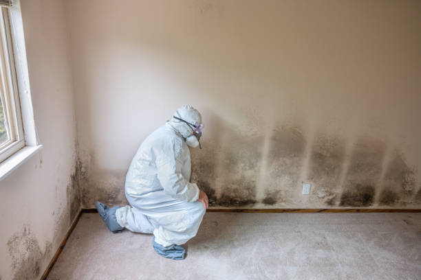 Best Residential Mold Remediation in Pierson, FL