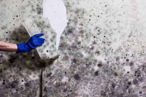 Best HVAC Mold Remediation in Pierson, FL